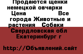 Продаются щенки немецкой овчарки!!! › Цена ­ 6000-8000 - Все города Животные и растения » Собаки   . Свердловская обл.,Екатеринбург г.